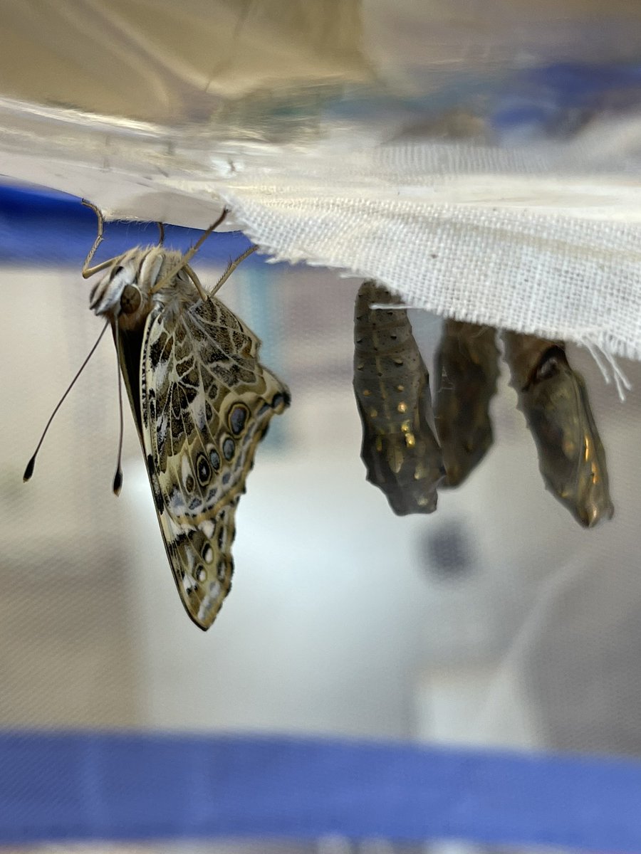 Amelia_Lemar's tweet photo. Highlight of the day: watching the amazement on my class’s face as this painted lady butterfly emerged from its chrysalis.
@FOSSscience #science #5thgrade #readytolearn https://t.co/57qQEwcllr