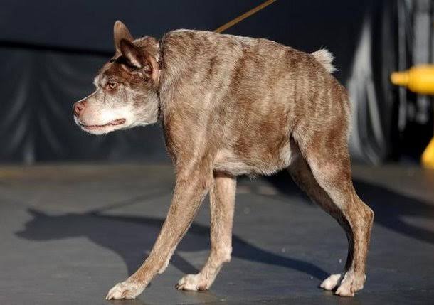 RecantoUrubus's tweet photo. 🚨 URGENTE 🚨

🚨 ESTAMOS EM ELEIÇÃO EM NOSSO IMPÉRIO 🚨

QUEM VOCÊS ELEGEM COMO NOVO IMPERADOR DO MASTURBADORES DE URUBUS DEMONÍACOS?

1° Marcos Zuqueberguis Árabe

2° Cachorro do Demônio Rebaixado

3° CJ gordão

4° Vlademir Putin transformado em Cachorro?

ENQUETE ABAIXO ⬇️⬇️ https://t.co/MpnqlvaBmF