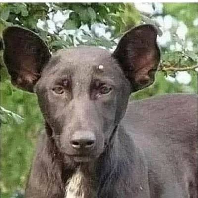 RecantoUrubus's tweet photo. 🚨 URGENTE 🚨

🚨 ESTAMOS EM ELEIÇÃO EM NOSSO IMPÉRIO 🚨

QUEM VOCÊS ELEGEM COMO NOVO IMPERADOR DO MASTURBADORES DE URUBUS DEMONÍACOS?

1° Marcos Zuqueberguis Árabe

2° Cachorro do Demônio Rebaixado

3° CJ gordão

4° Vlademir Putin transformado em Cachorro?

ENQUETE ABAIXO ⬇️⬇️ https://t.co/MpnqlvaBmF