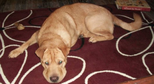 TamaraTattles tweet media