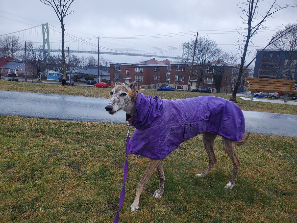 CBCArtemis's tweet photo. CBC correspondent Artemis enduring cold and rainy conditions for your Friday #mackaybridge traffic report. #hfx #hfxtraffic @CBCHfxTraffic https://t.co/0A6iYjcK66