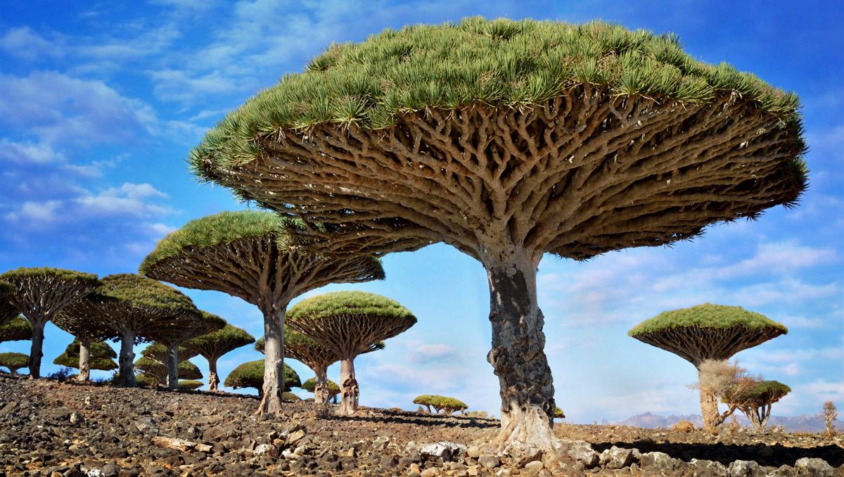 fernandez_anare's tweet photo. Los árboles Sangre de Dragón, Botella o Rosa del Desierto de la Isla Socotra parecen de otro planeta 
#SocotraIsland
#Yemen
#LugaresDiferentes https://t.co/h1hoIslr76