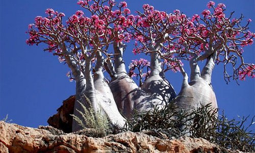 fernandez_anare's tweet photo. Los árboles Sangre de Dragón, Botella o Rosa del Desierto de la Isla Socotra parecen de otro planeta 
#SocotraIsland
#Yemen
#LugaresDiferentes https://t.co/h1hoIslr76