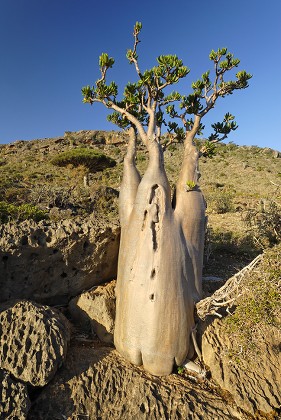 fernandez_anare's tweet photo. Los árboles Sangre de Dragón, Botella o Rosa del Desierto de la Isla Socotra parecen de otro planeta 
#SocotraIsland
#Yemen
#LugaresDiferentes https://t.co/h1hoIslr76