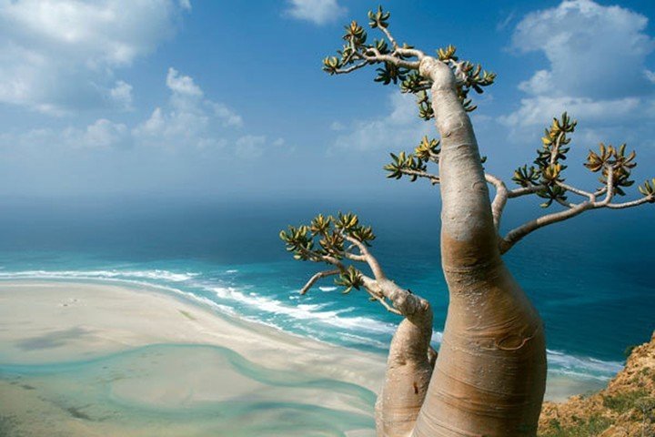 fernandez_anare's tweet photo. Los árboles Sangre de Dragón, Botella o Rosa del Desierto de la Isla Socotra parecen de otro planeta 
#SocotraIsland
#Yemen
#LugaresDiferentes https://t.co/h1hoIslr76