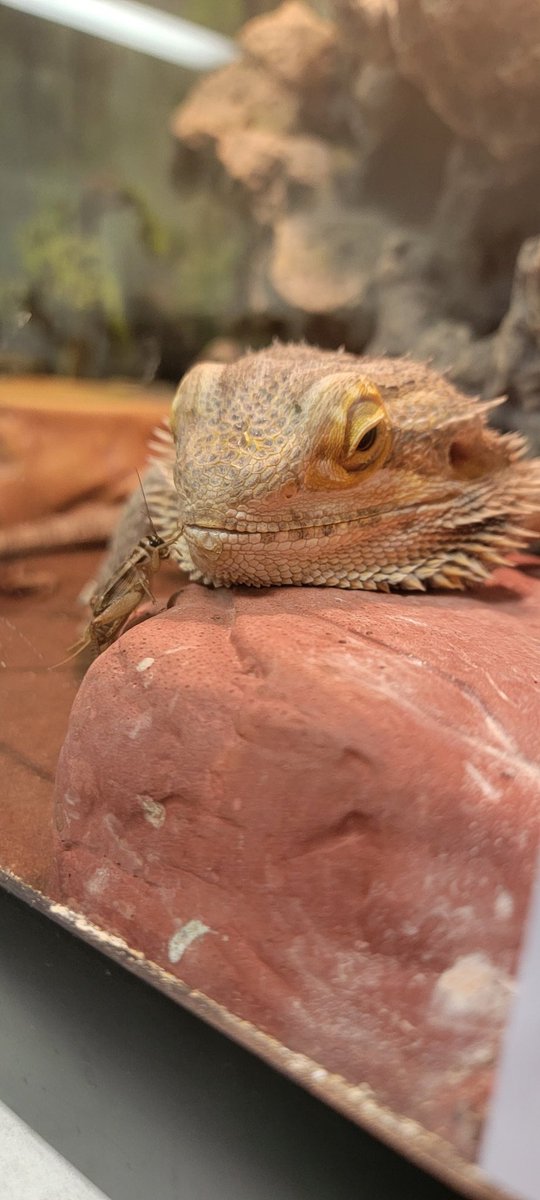Jeanniebeard04's tweet photo. @elihosen I see your brown headed cowbird and raise you one cricket holding its own against a bearded dragon. https://t.co/n0xejYyUVC