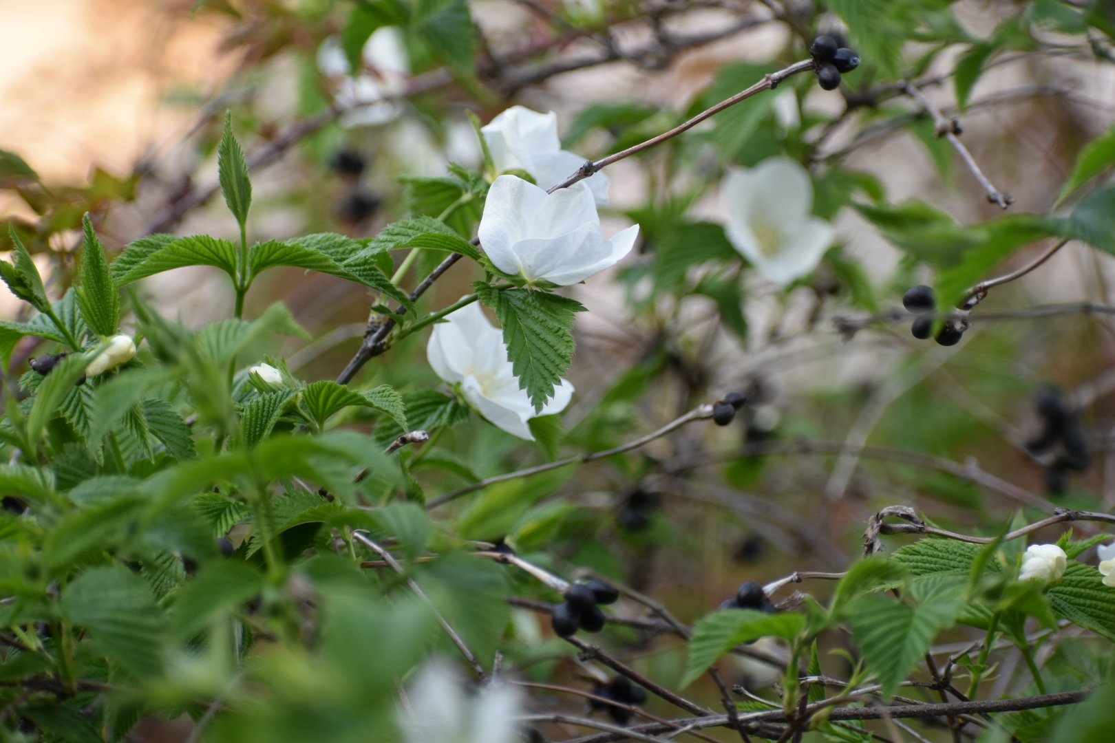 تويتر Akiri على تويتر 白山吹の花が咲きました 黒い実を枝に残しながら 新しい葉 清らかな白い花をつけます 白山吹 シロヤマブキ 花言葉 気品 崇高 待ちかねる 細心の注意 T Co Ntfu5ks8to