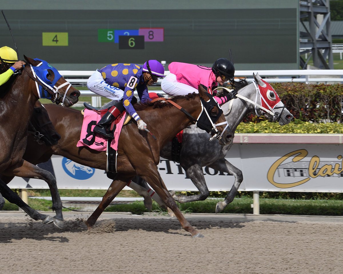 GulfstreamPark's tweet photo. Frankly My Dear runs the rail to take race 8, apprentice Ailsa Morrison at the reins for trainer Garry Lee and owner Tundra Racing Stable. #GulfstreamPark #RoyalPalmMeet https://t.co/LGuQVvXFqi