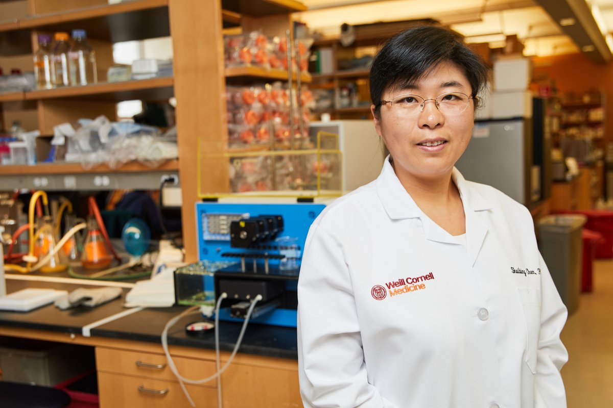 organoidscience's tweet photo. ✨ Today in @naturemethods:

Drs. Suibing Chen, Lauretta Lacko, Liuliu Yang, and Yuling Han at @WeillCornell summarize the current efforts to create both #iPSC and adult organoids to study #SARSCoV2 tropism, host response, and perform drug discovery 💊. 
https://t.co/cOzU8XczSM https://t.co/wOZn0B1OAT