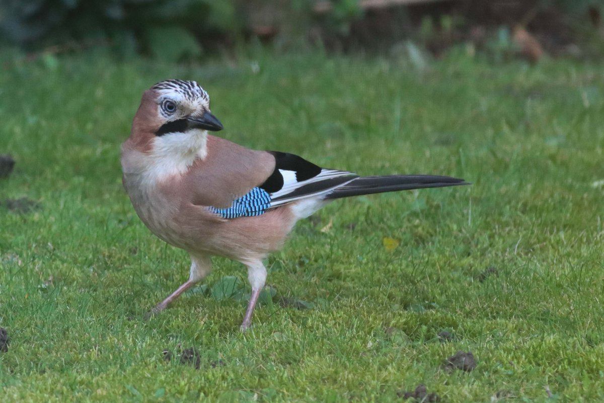I’ve been photographing birds for 30 years and, incredibly, it seems to have taken me that long to take a picture of a Jay. Far too focused on scarce birds and gulls. This was taken through the kitchen window in January and starts to put that right.