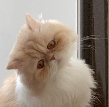 nurkaryeli's tweet photo. @beaowl 🥲🥲🥲 https://t.co/kgsEXf7mfX