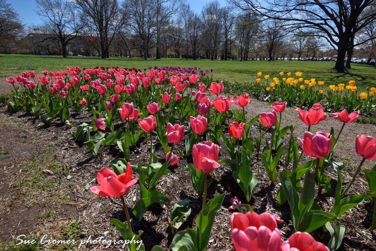 SueCromer's tweet photo. The Tulips are in full bloom at the #FloralLibrary (#TulipLibrary) in DC - at the edge of the Tidal Basin. I visited during lunch today. Beautiful! @capitalweather @Wx_Max @amelia_draper https://t.co/PU6guKEQLS