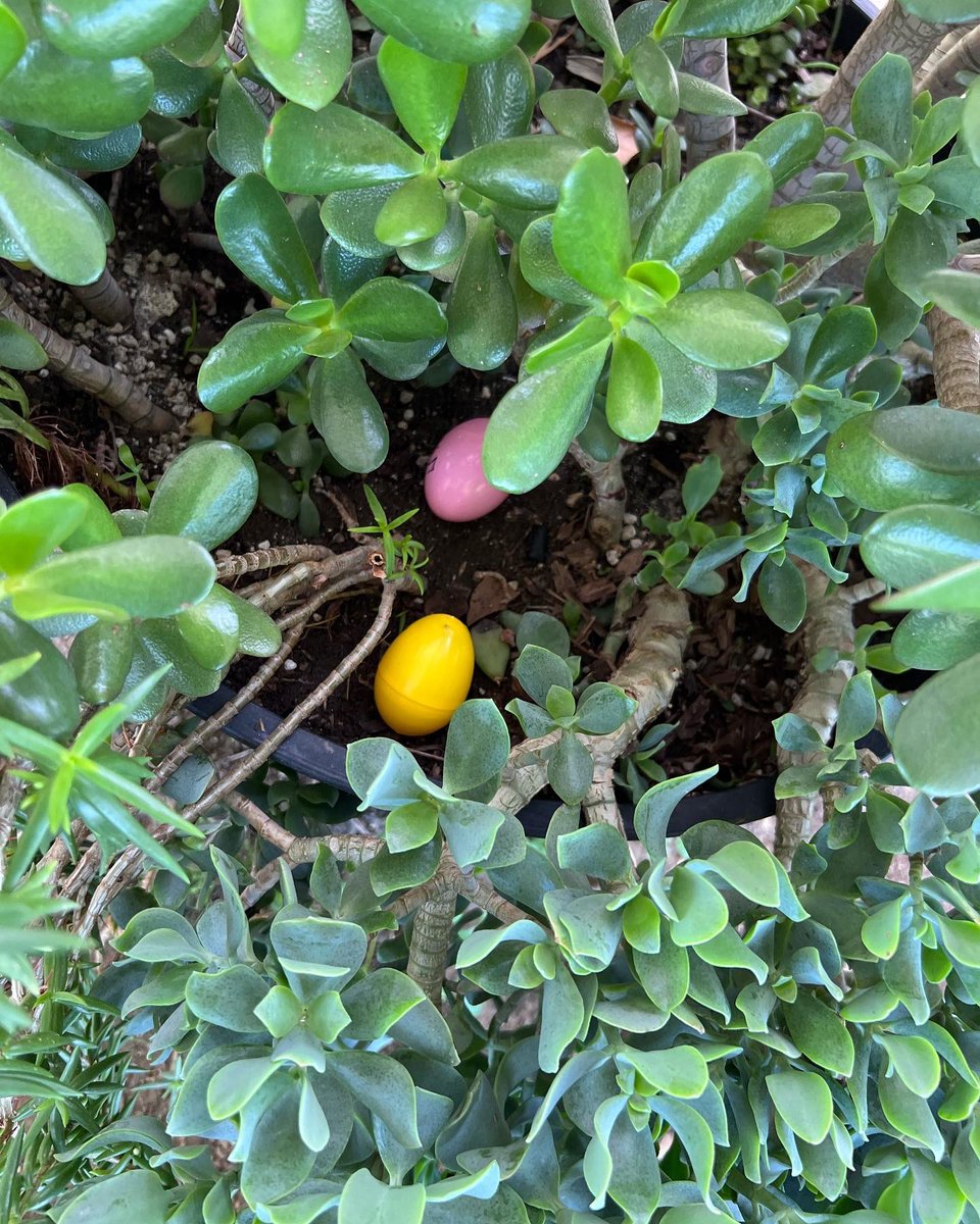 rha_wvusd's tweet photo. #RHA and #HARTT kicked off Spring Break today with an Easter Egg hunt, a partner egg race, and a refreshing few rounds of a partner water balloon toss. #RHAtoday https://t.co/mWmPW3qA09