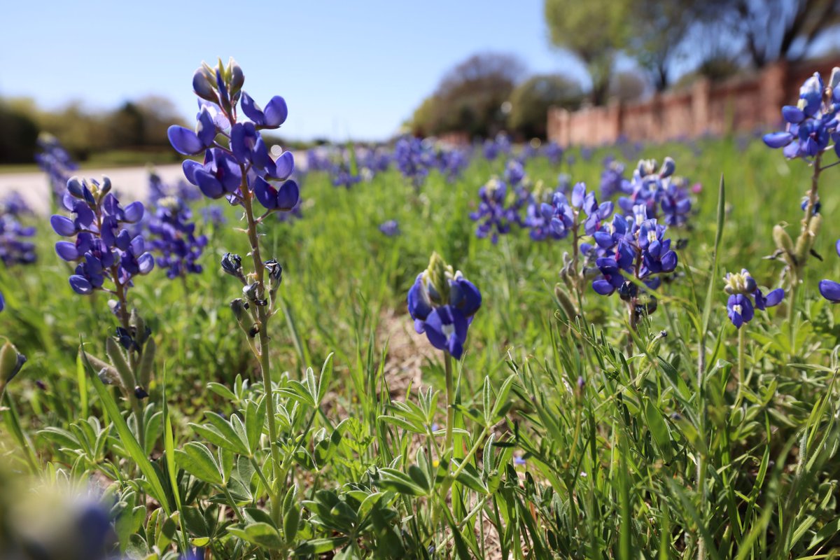 flower_mound's tweet photo. We love it when bluebonnets start to sprout up around town! 😍 We snapped pics of these beautiful patches on Canyon Falls Drive near Cross Timbers Road and on Flower Mound Road near Garden Ridge Boulevard. 💙 Let us know where in town you’re seeing these Texas staples pop up. https://t.co/rEcOGMmzBL