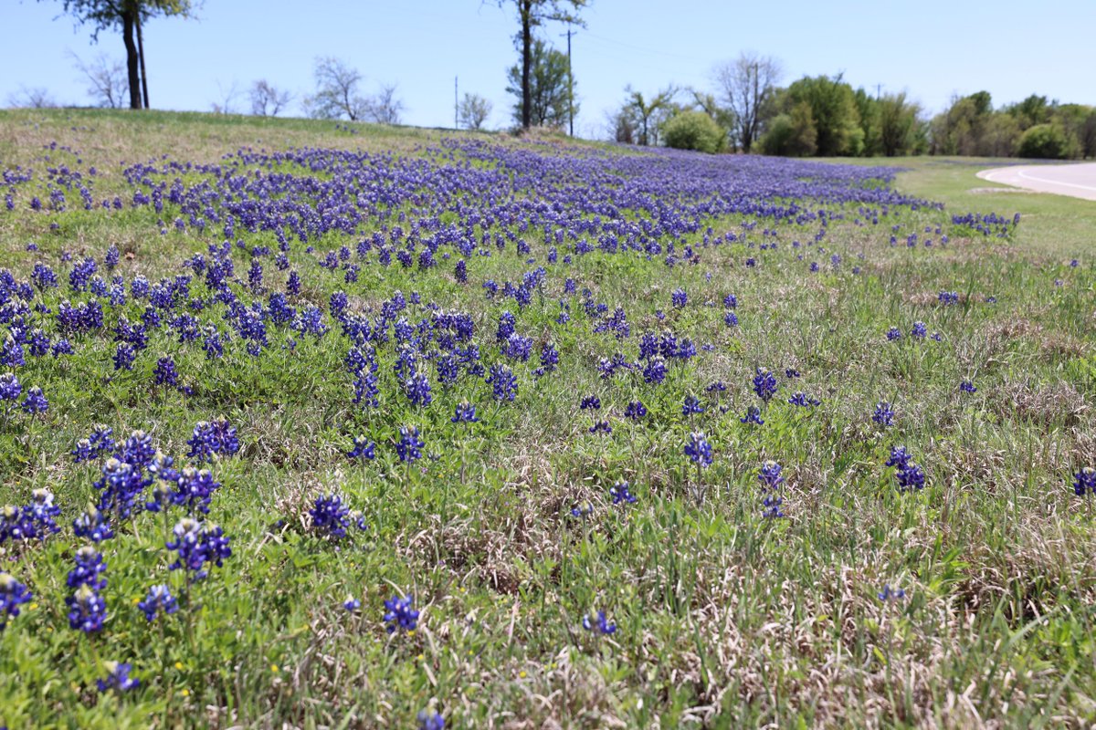 flower_mound's tweet photo. We love it when bluebonnets start to sprout up around town! 😍 We snapped pics of these beautiful patches on Canyon Falls Drive near Cross Timbers Road and on Flower Mound Road near Garden Ridge Boulevard. 💙 Let us know where in town you’re seeing these Texas staples pop up. https://t.co/rEcOGMmzBL