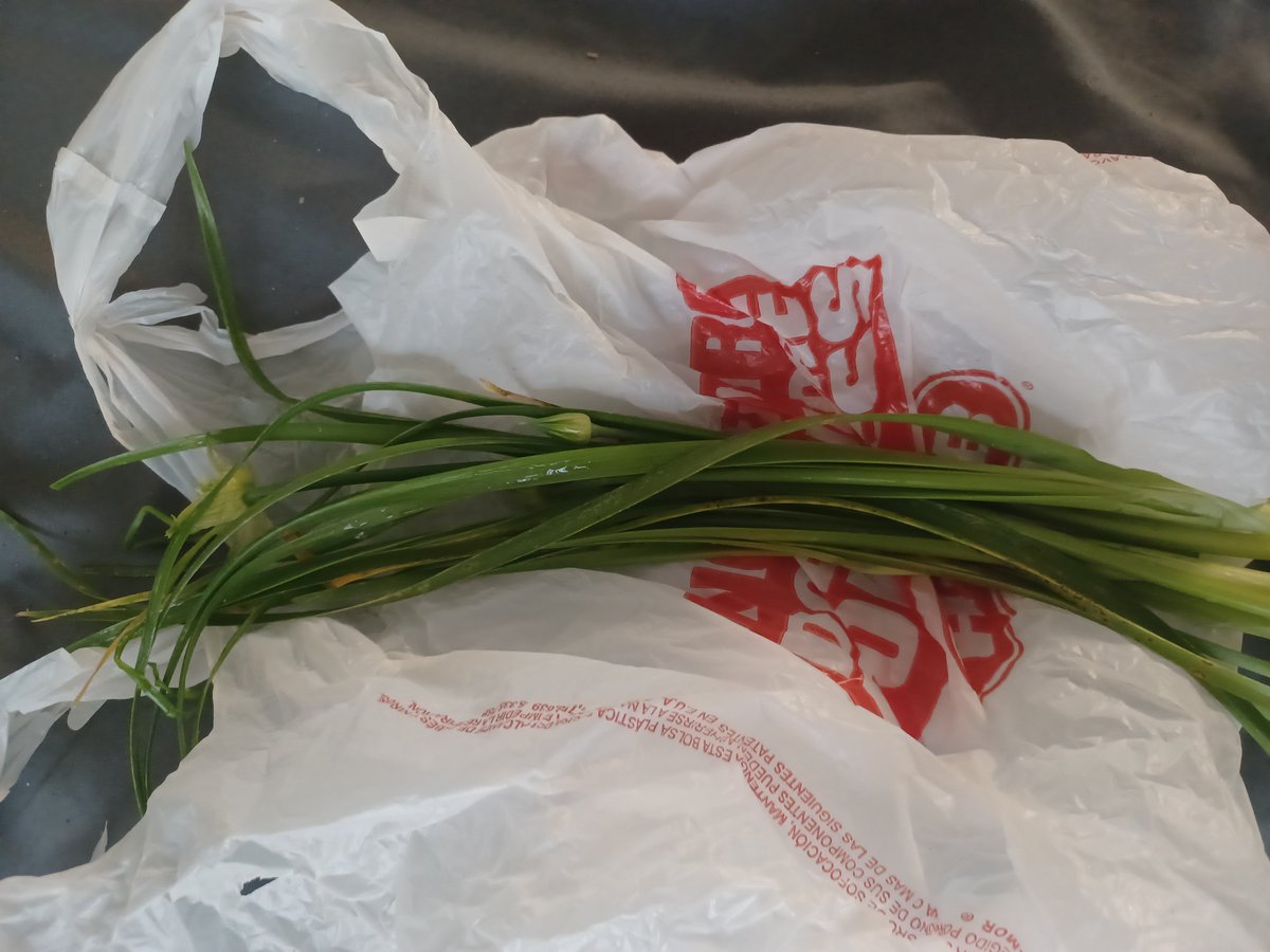 ZachAtBatt's tweet photo. Fun fact: wild onions always have that iconic oniony smell, poisonous imposters, like death camas, do not.

Perfect glizzy with wild onions pictured below. Just as versatile and tasty as store-bought but also free. #foraging https://t.co/EKCLvptB8D