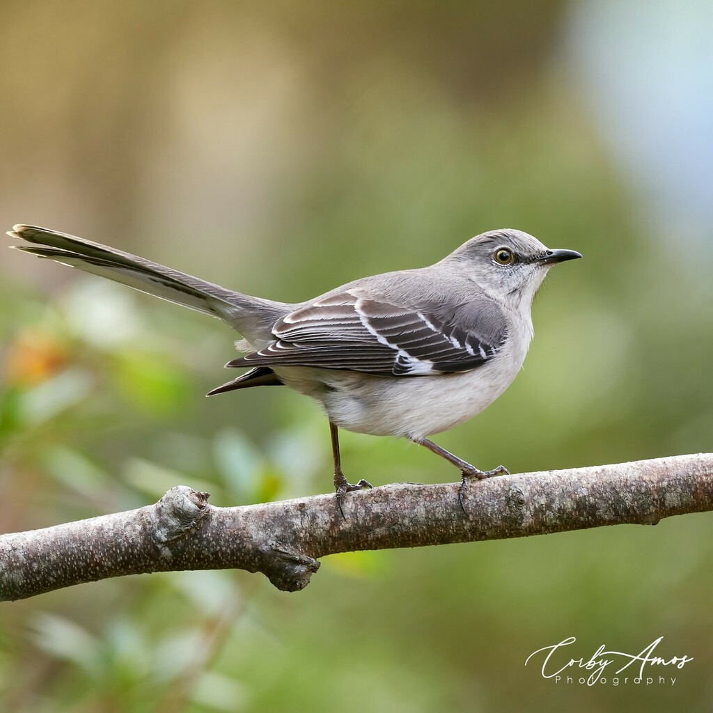 CorbyAmos's tweet photo. Northern Mockingbird making an appearance..
.
#birdphotography #birdphoto #birdphotos #birdsofinstagram #backyardbirdfeeder #birdsofvirginia #backyardbirds #birdphotographer #wildlifephotography #birdstagram #birdwatching #backyardbirds #birdwatching #bi… https://t.co/iBttTcmyk3 https://t.co/EPWzBvFnH4