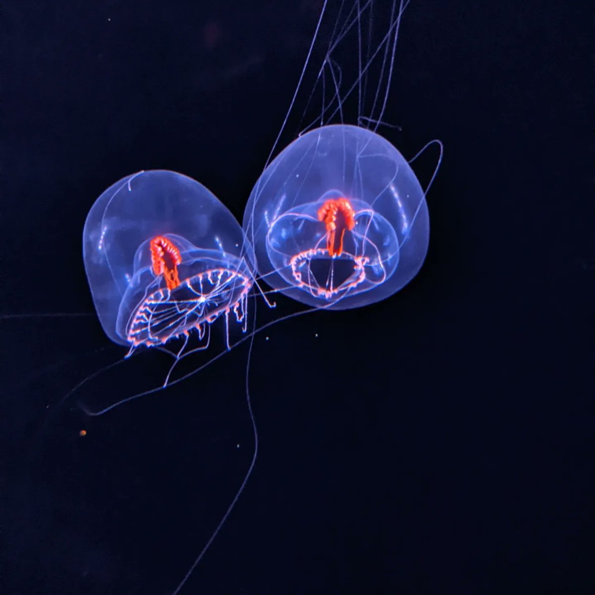 JacobyBaker_'s tweet photo. @MBARI_News partnered with @MontereyAq to develop this new, breathtaking #IntoTheDeep exhibition. Yesterday I got the chance to have a sneak peak at the exhibit and it did not disappoint! https://t.co/M9thXVt8Ns