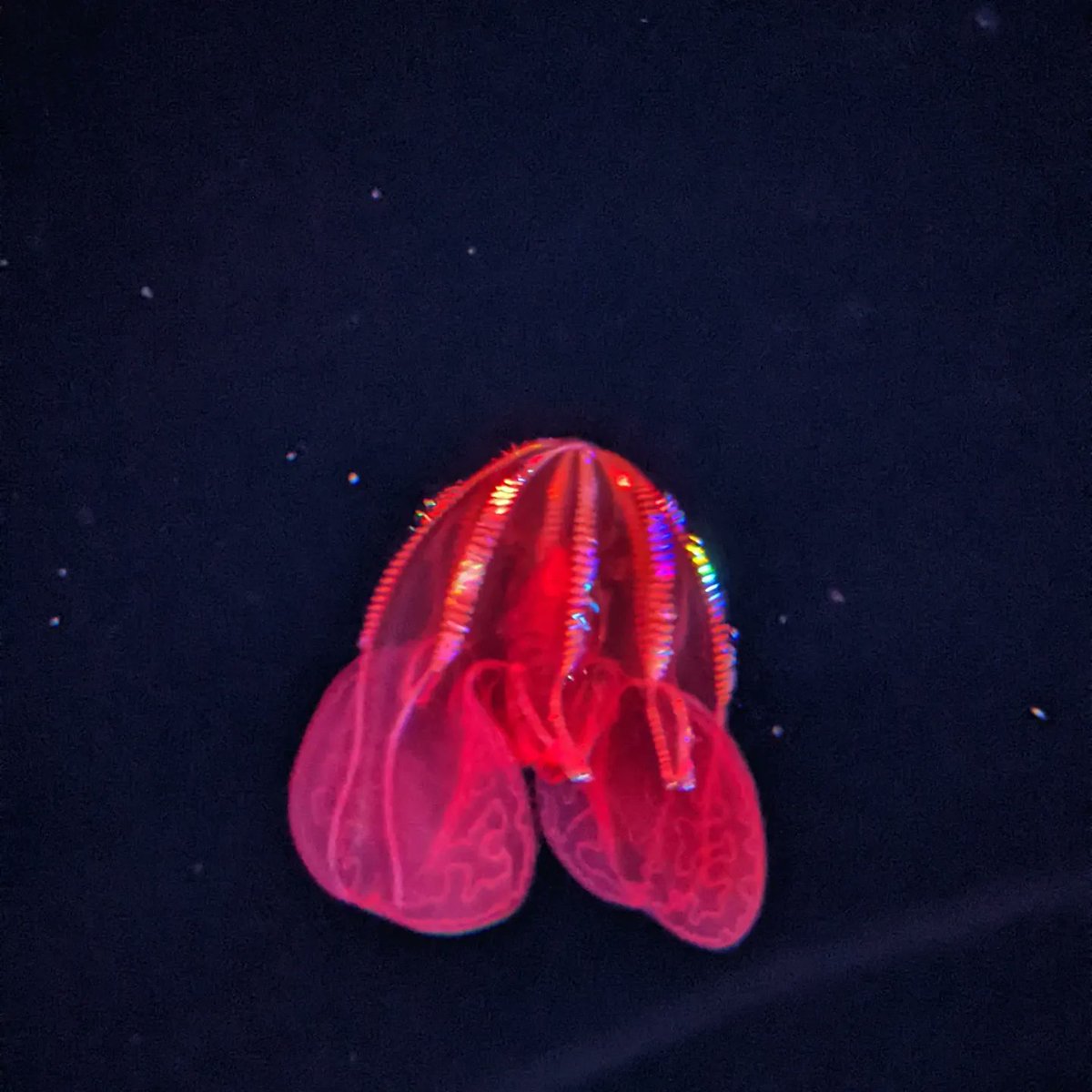 JacobyBaker_'s tweet photo. @MBARI_News partnered with @MontereyAq to develop this new, breathtaking #IntoTheDeep exhibition. Yesterday I got the chance to have a sneak peak at the exhibit and it did not disappoint! https://t.co/M9thXVt8Ns