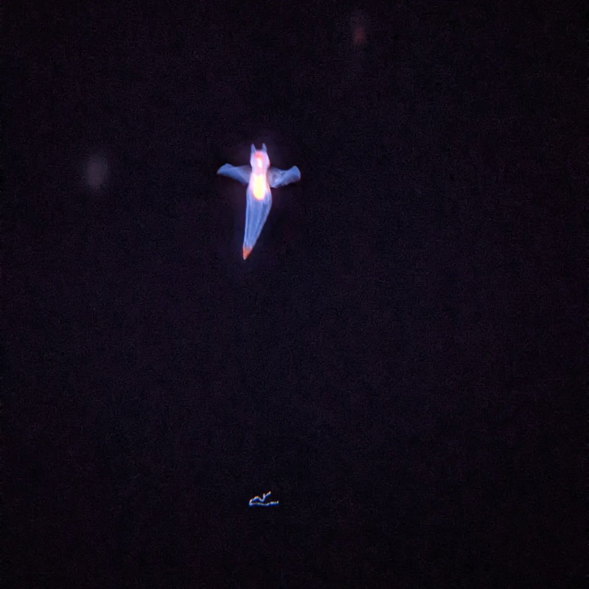 JacobyBaker_'s tweet photo. @MBARI_News partnered with @MontereyAq to develop this new, breathtaking #IntoTheDeep exhibition. Yesterday I got the chance to have a sneak peak at the exhibit and it did not disappoint! https://t.co/M9thXVt8Ns