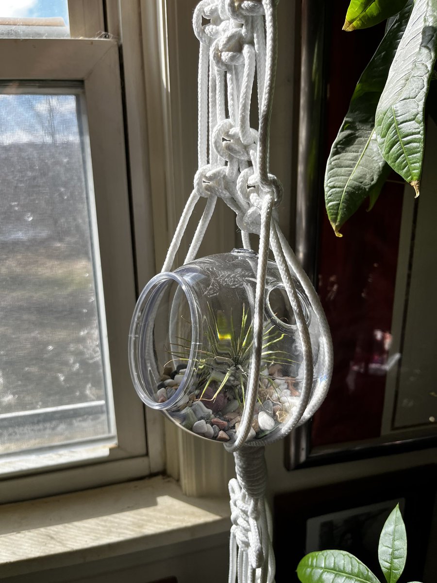 macramaes's tweet photo. New bubble terrarium added to my website! Airplant included 🌿 Shop Now! 🛍 https://t.co/WPswHPQMwN #airplant #planttwitter #plantmom https://t.co/Y2OyC5B1Iu
