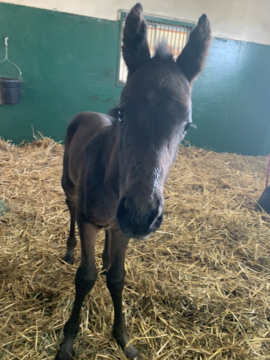 2022年の26頭目
父　American Pharoah
母　マガスイート
牡　鹿毛　4/8生
#AmericanPharoah
#また牡
#初仔
#岡田牧場