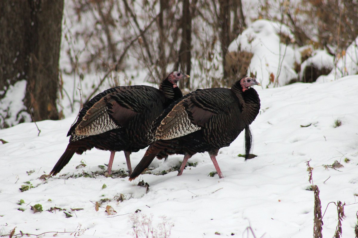 mndnr's tweet photo. Spring #wildturkey season opens April 13🦃
Buy your license now:
mndnr.go/licenses/agents.html
#HuntMN https://t.co/WJZ5CKqnVR
