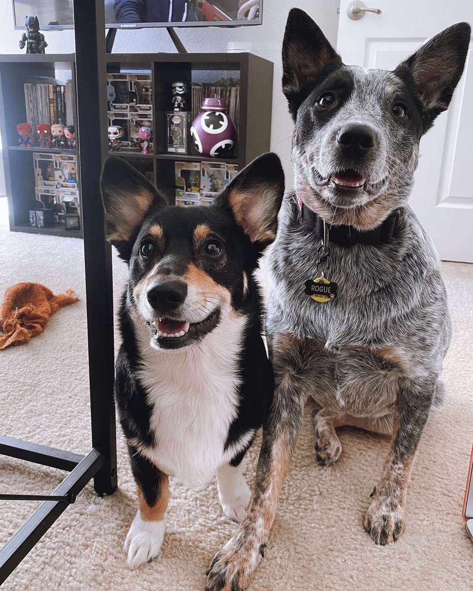 rexandrogue's tweet photo. Happy Friday from the Dingo and the Corg ! 😎
#CorgiCrew #AustralianCattleDog https://t.co/nLoxHBwiS0