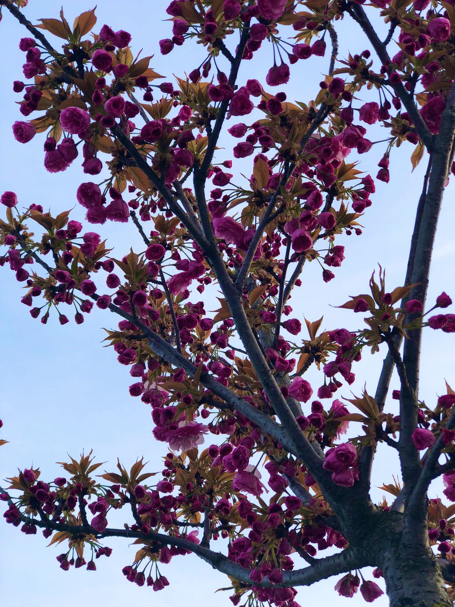 Tsk_haiRbAnD_1's tweet photo. “Even if you’re tired, look at the flowers and have strength.” 

#SpringWithSeungmin 

#Seungmin #승민 #StrayKids https://t.co/QexoCv9Hsm