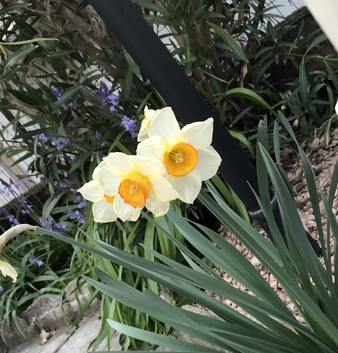 Tsk_haiRbAnD_1's tweet photo. “Even if you’re tired, look at the flowers and have strength.” 

#SpringWithSeungmin 

#Seungmin #승민 #StrayKids https://t.co/QexoCv9Hsm