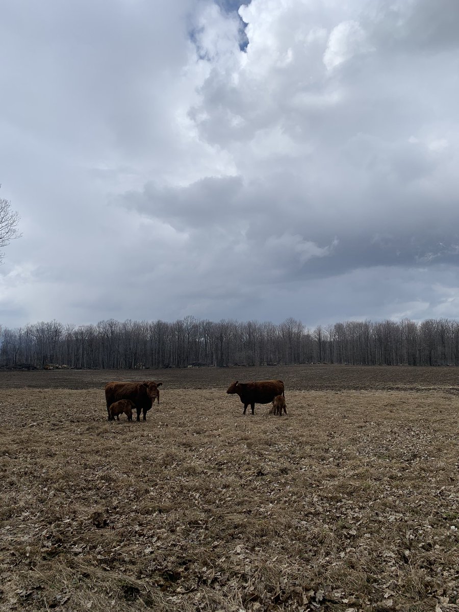 Turned some pairs onto some stockpiled forage today #ontag #rotationalgrazing #stockpiledforage