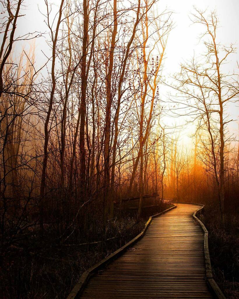 RajmySayavong's tweet photo. Heading out and into the weekend…hope you had fun!
.
.
.
.
.
.
.
#tree_magic #tree_brilliance #tree_captures #tree_pictures #tree_shotz #tree_brillance #tree_perfection #tree_love #tree_enthusiast #tree_lovers #divine_forest #ig_shotz_trees #ig_shot… https://t.co/CR4U84C8xr https://t.co/fSfxH8iumL