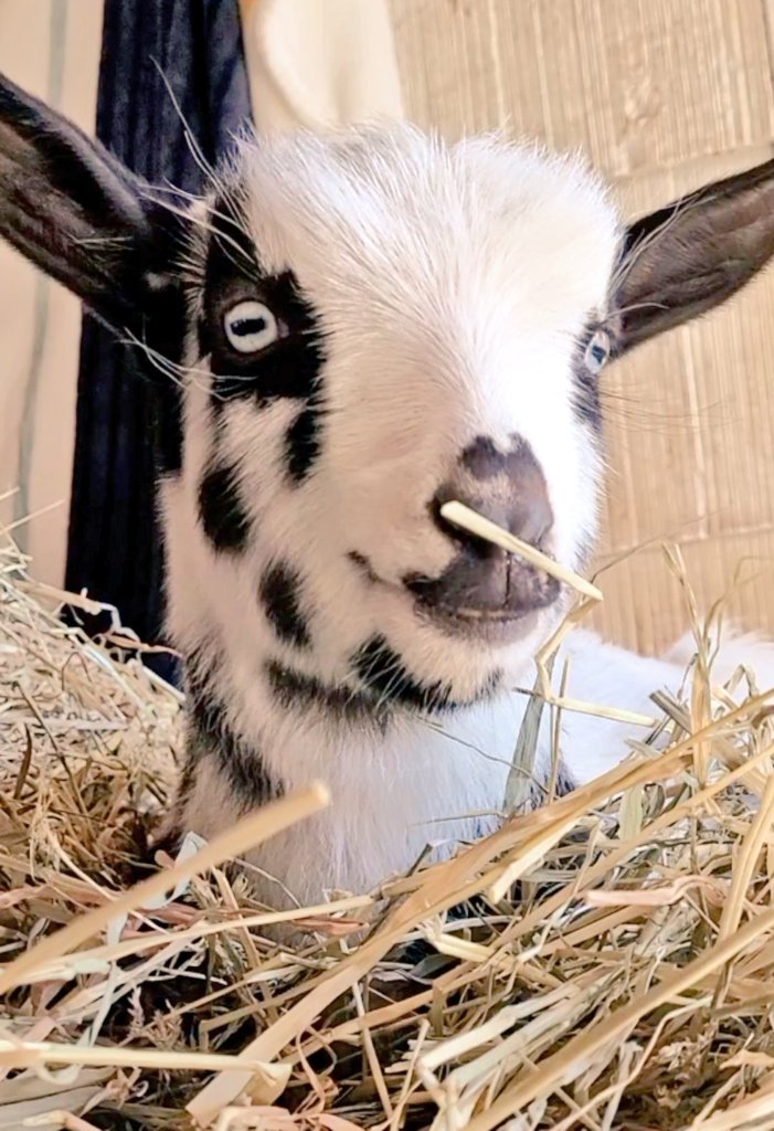 WinstonThatche4's tweet photo. Oh my goat! What is on my nose?? Is it a bug?? I will not move. Ever. 😬 https://t.co/AT8CtCJU8y