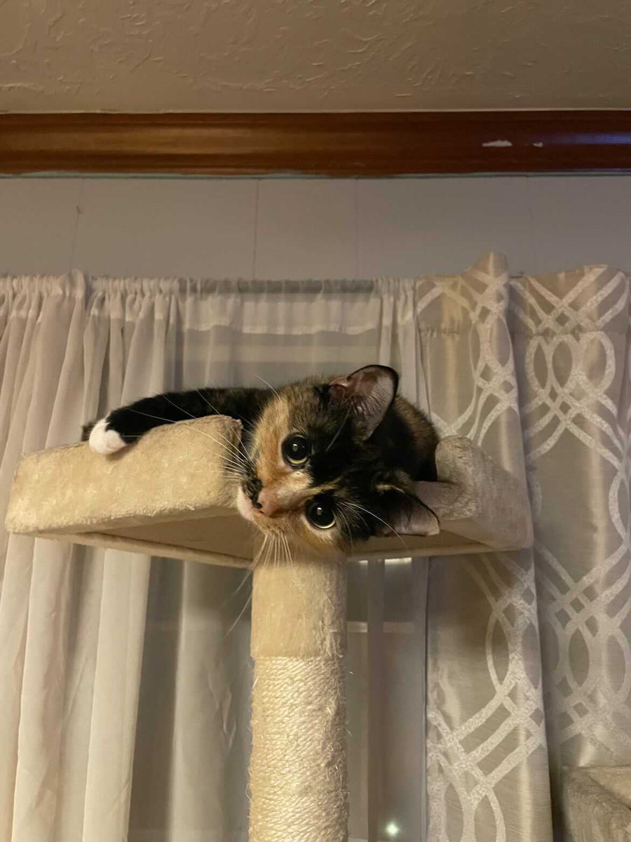 And last, but not least…
Meet Gamma Omega…Natalie Tulloch!!!

Natalie is a first-year freshman majoring in Psychology and was in The Spirit of Houston and Cougar Brass. 

Check out our Insta/Facebook posts to see more on Natalie.