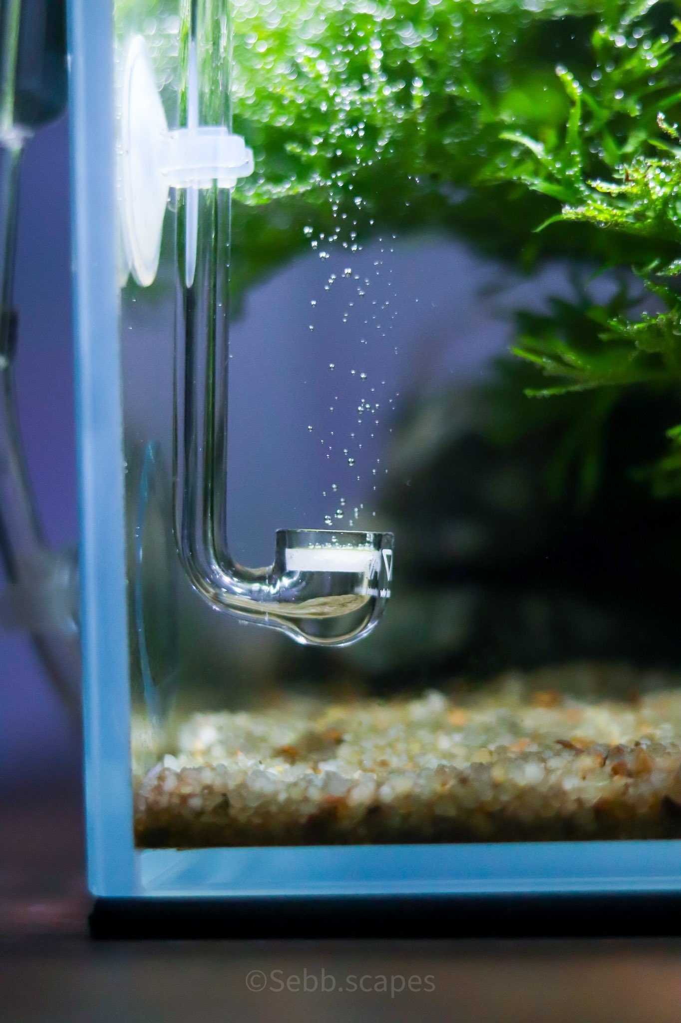 Aquariumsdaily Twitter Search Twitter