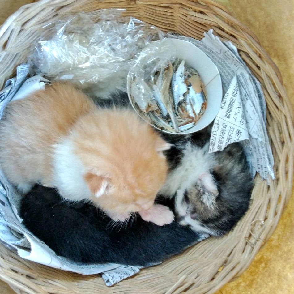 こねこカフェサンクチュアリ 保護猫カフェ 代表 uchimiho Twitter