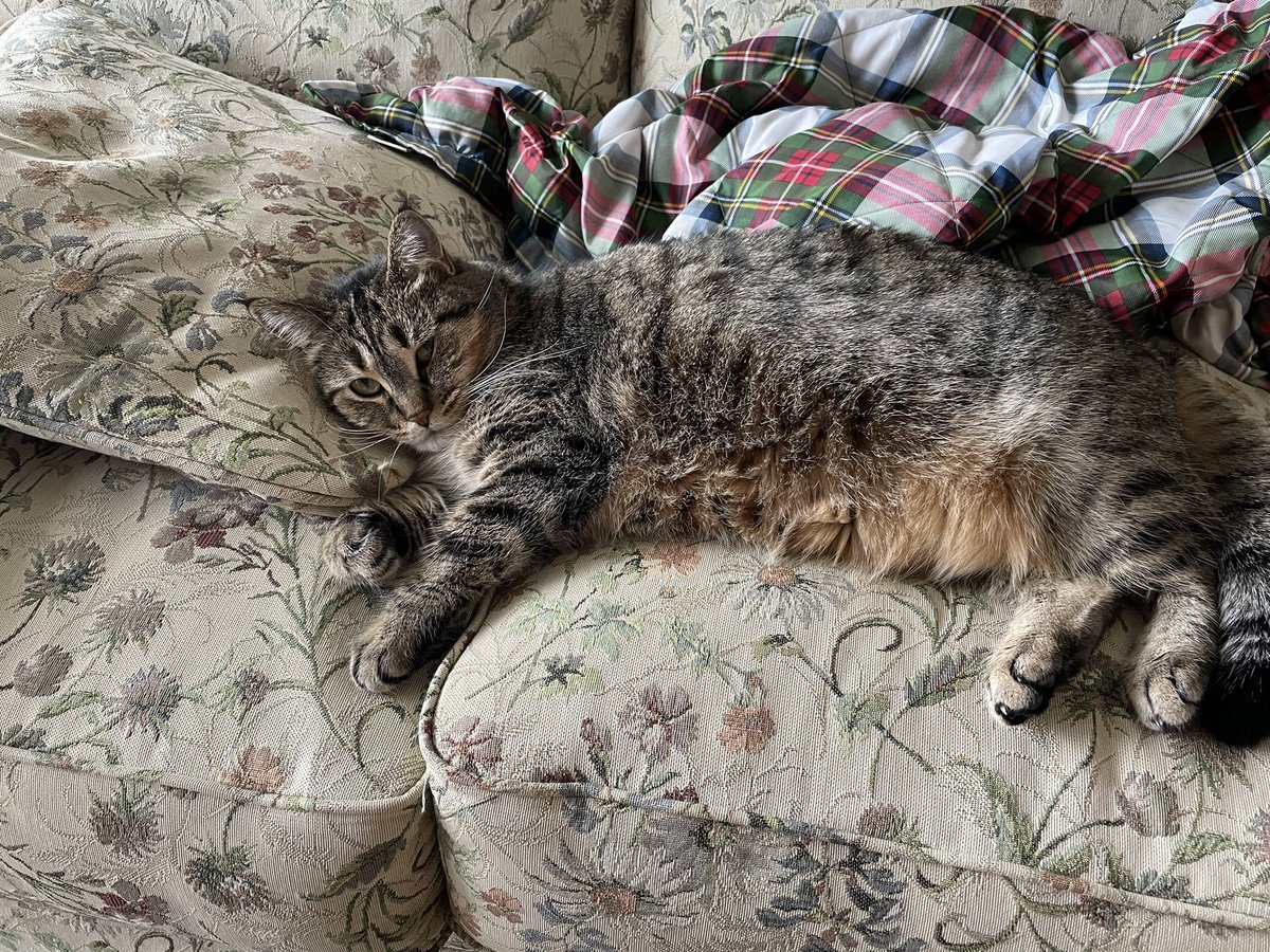 withouttaspoon's tweet photo. @LansingMIFacts Moira laying on the couch like a person https://t.co/4jqQUWlG3W