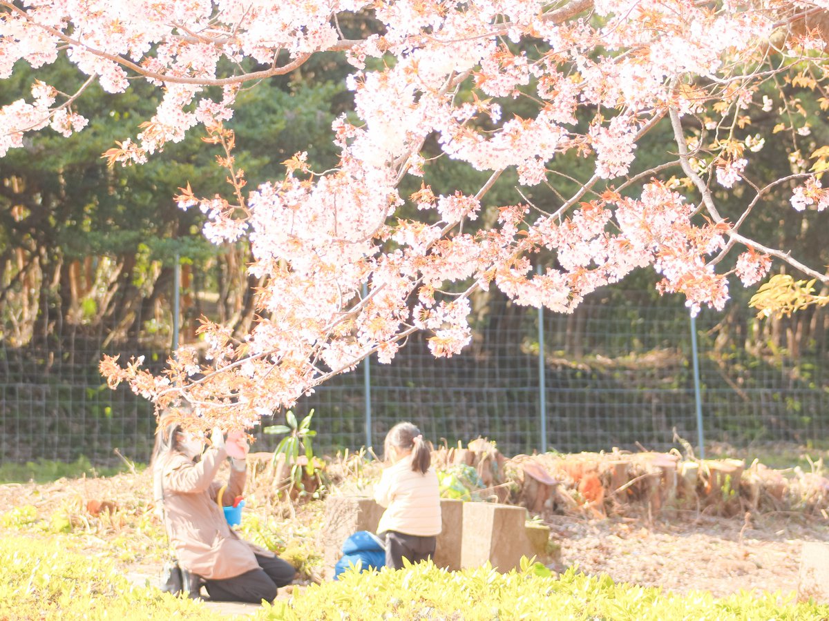 Mei_phot0's tweet photo. 巡りゆく季節の中
君の成長を残しておきたい
同じ春は二度と無いから🌸*゜

家族としての黄金時代は
子どもが小学生までと
母が申しておりました✧*｡
貴重な瞬間をたくさん
収めておきたいですね☺️

#写真好きな人と繋がりたい
#額装のない写真展
#写真で伝える私の世界 https://t.co/eQONBsC3uT