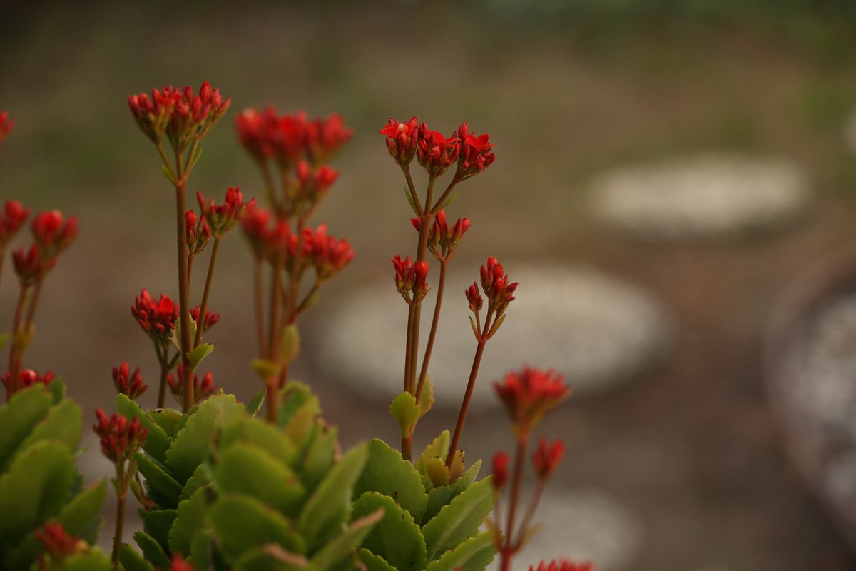 KarialtPhoto's tweet photo. Pictures I took in my backyard https://t.co/JNMokwjxUu