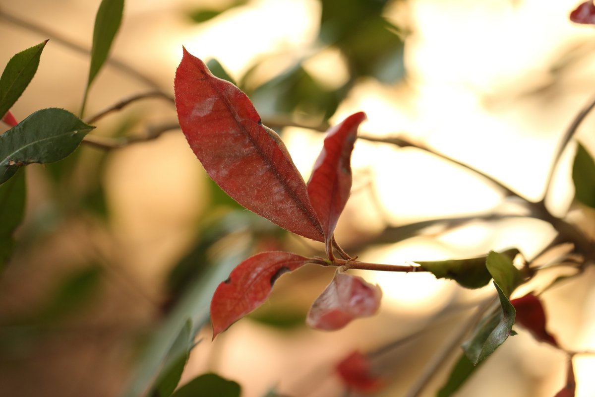 KarialtPhoto's tweet photo. Pictures I took in my backyard https://t.co/JNMokwjxUu