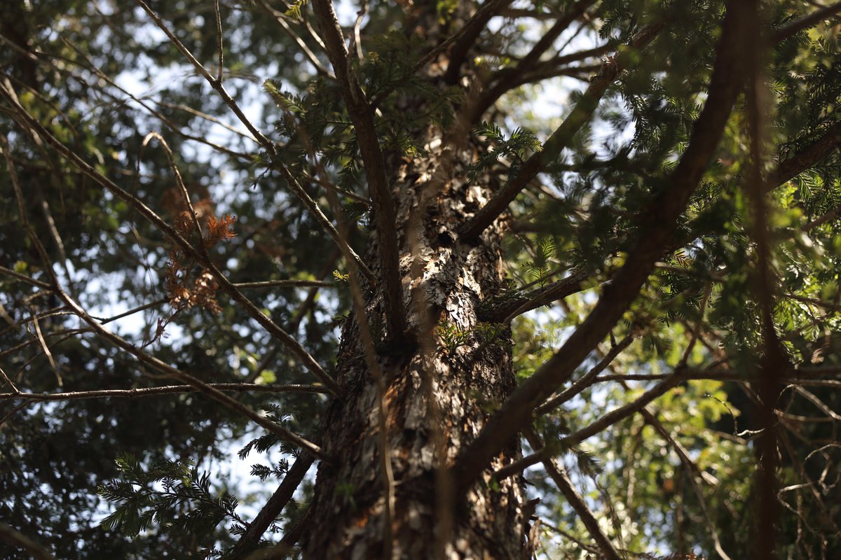 KarialtPhoto's tweet photo. Pictures I took in my backyard https://t.co/JNMokwjxUu