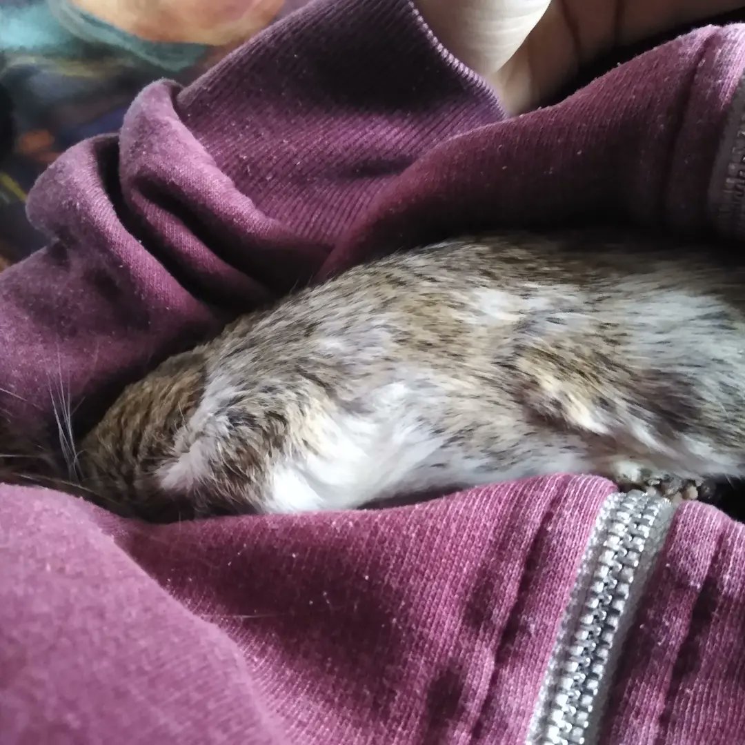 MoonMoon1994666's tweet photo. My little boy, relaxation day🐭
#degus #smallanimals #degu #smallboy #animal #lovePets #pets #SmallPets #cute #Small #Diego #rodents #mypets #cutedegu #sweet #gnaver #mitkæledyr #hygge #cozy #happy #relaxationday https://t.co/oTZyxzQXhm