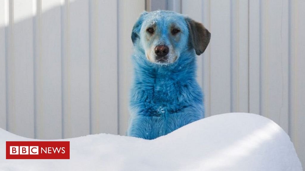 Me: Mom, can we have Riolu?

Mom: No, we have Riolu at home.

Riolu at home: