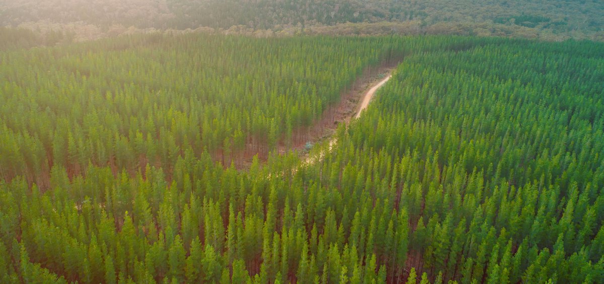 The biomass we convert to fuels comes from thinning of pine plantations that are purpose grown to support commercial use including sawmills or paper products. The small, low-vigor trees require removal from actively managed forests to allow healthy and larger trees to thrive.