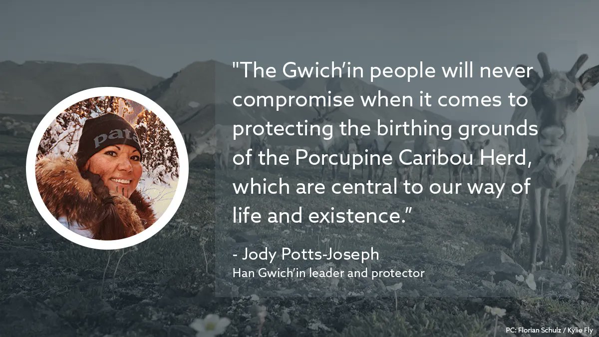 Meet <a href="/JodyPotts18/">Jody Potts</a>.  Jody is one of the Indigenous women at the forefront of our movement to #ProtectTheArctic. Between working with <a href="/AlaskaWild/">Alaska Wilderness League</a>, co-founding Data for Indigenous Justice, and uplifting Gwich’in lifeways, Jody is an inspiration. #StandWithTheGwichin