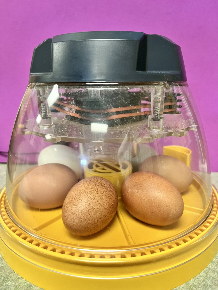 Chick Eggs are here! Our favorite time of year!🐣🐥 <a href="/BearCreekElem/">Bear Creek</a> #teambce #21days