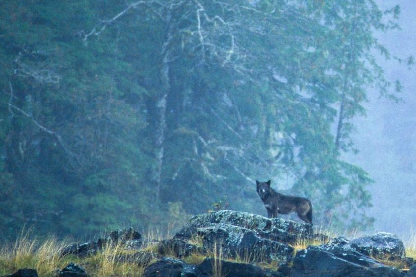 GuaciraRibeiro's tweet photo. Wolves embody the spirit of America. Don’t let them go @USFWS #RelistWolves NOW https://t.co/qmWmqnvGal