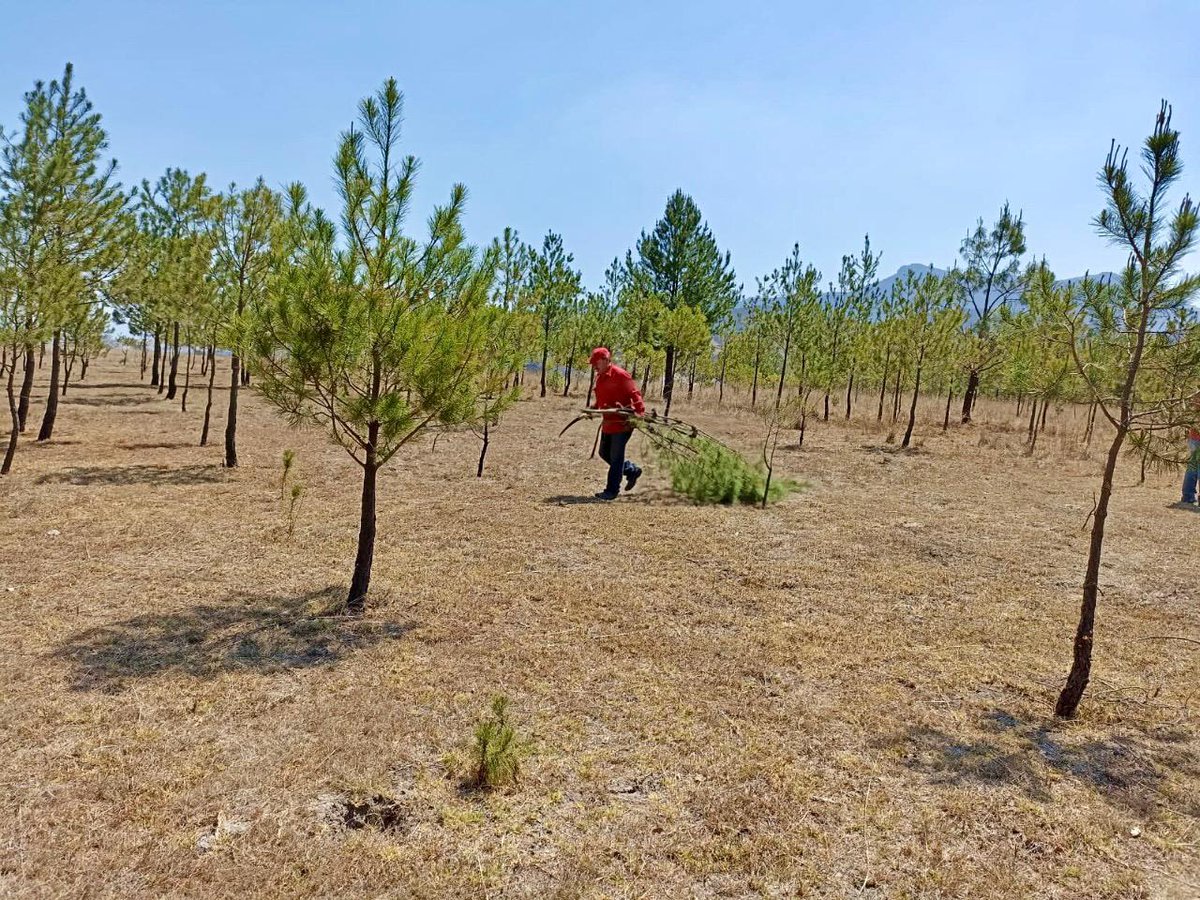AmbienteEdomex's tweet photo. Dar mantenimiento a las reforestaciones de años anteriores en #ANP, es una tarea que realizan los guardaparques de la #CGCE de la #SMAGEM, con ello se garantiza la sobrevivencia de los árboles y la generación de servicios ambientales.
#ParqueEstatalSierraDeTepotzotlán. https://t.co/2ReEvz8BH1
