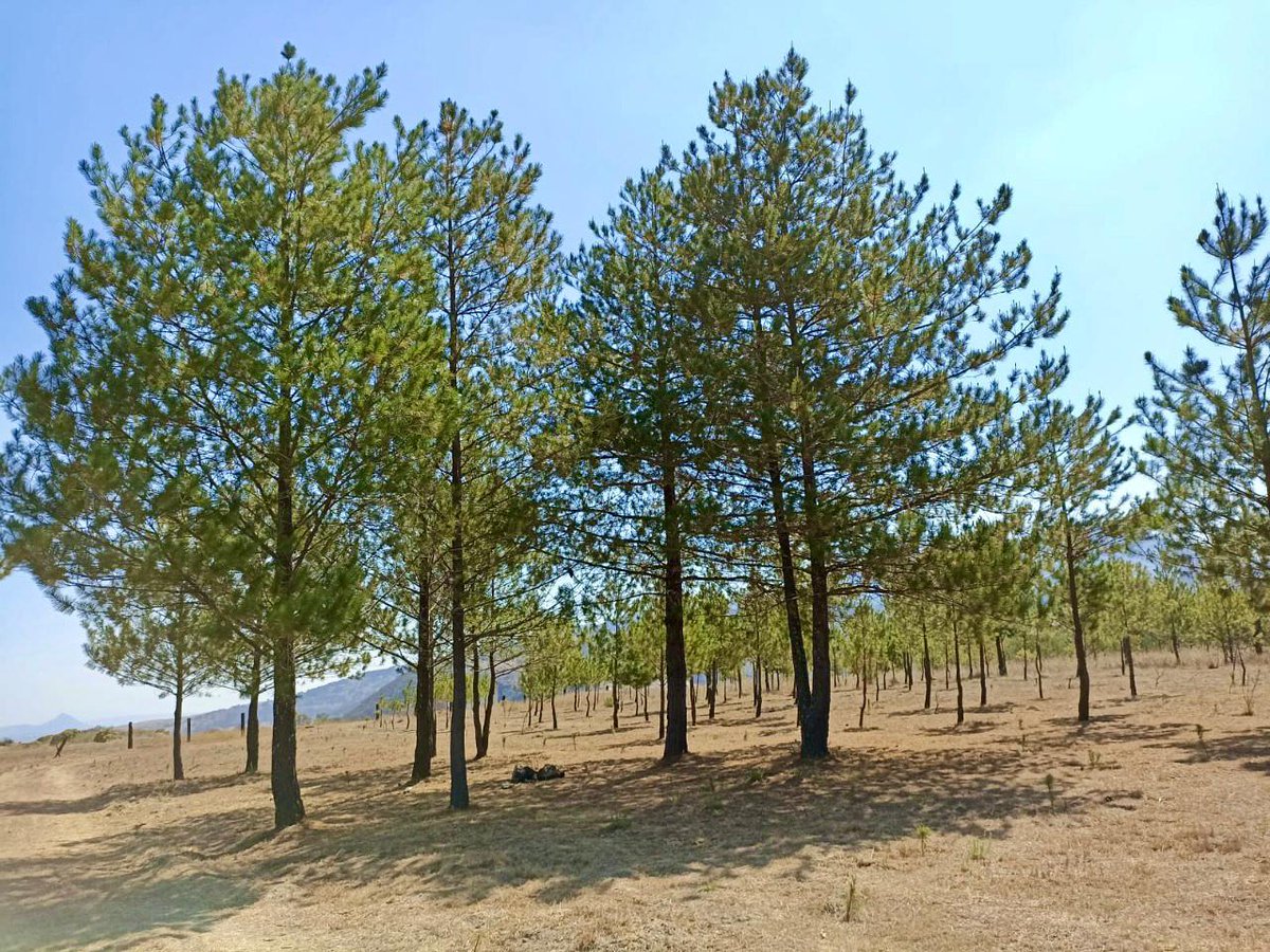 AmbienteEdomex's tweet photo. Dar mantenimiento a las reforestaciones de años anteriores en #ANP, es una tarea que realizan los guardaparques de la #CGCE de la #SMAGEM, con ello se garantiza la sobrevivencia de los árboles y la generación de servicios ambientales.
#ParqueEstatalSierraDeTepotzotlán. https://t.co/2ReEvz8BH1