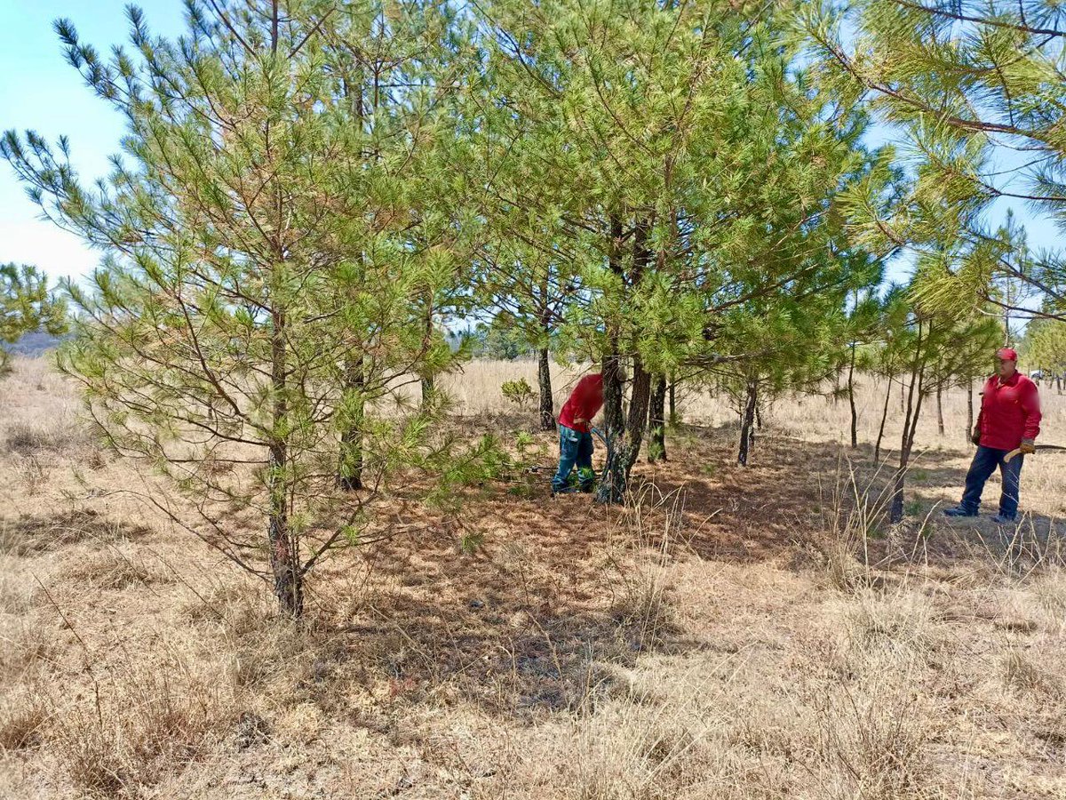 AmbienteEdomex's tweet photo. Dar mantenimiento a las reforestaciones de años anteriores en #ANP, es una tarea que realizan los guardaparques de la #CGCE de la #SMAGEM, con ello se garantiza la sobrevivencia de los árboles y la generación de servicios ambientales.
#ParqueEstatalSierraDeTepotzotlán. https://t.co/2ReEvz8BH1